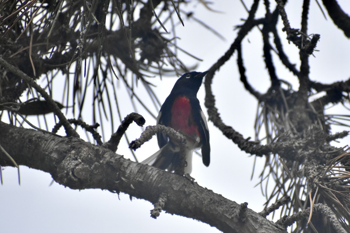 Painted Redstart - ML644574436