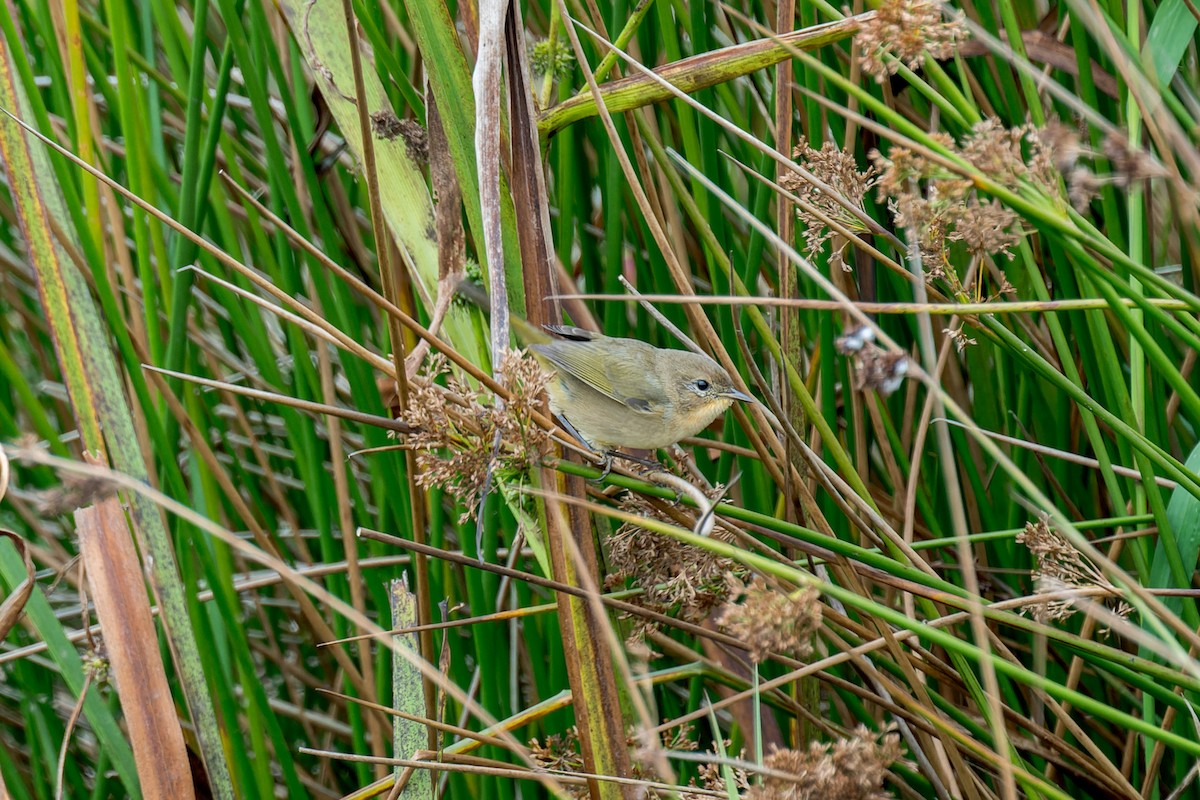 Common Yellowthroat - ML644574438