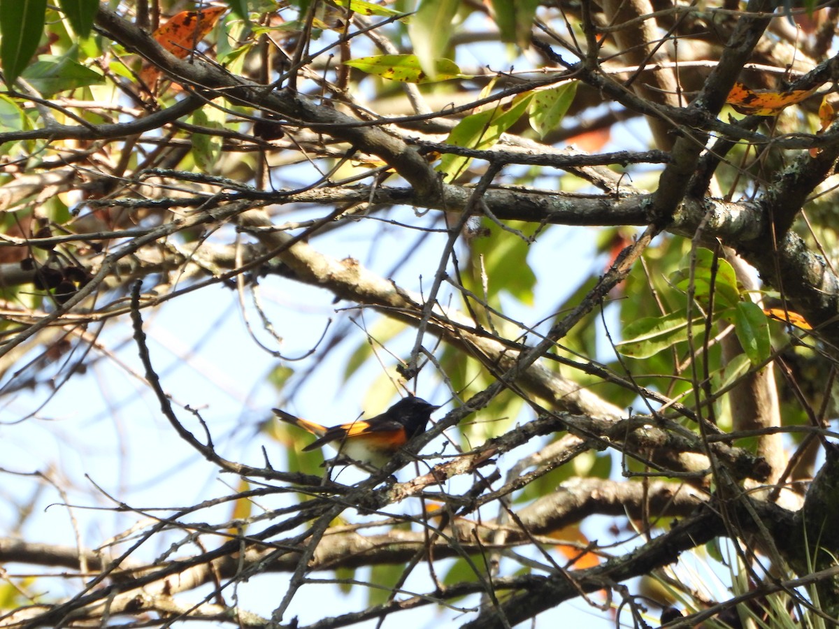 Kızıl Kuyruklu Ötleğen - ML644574441