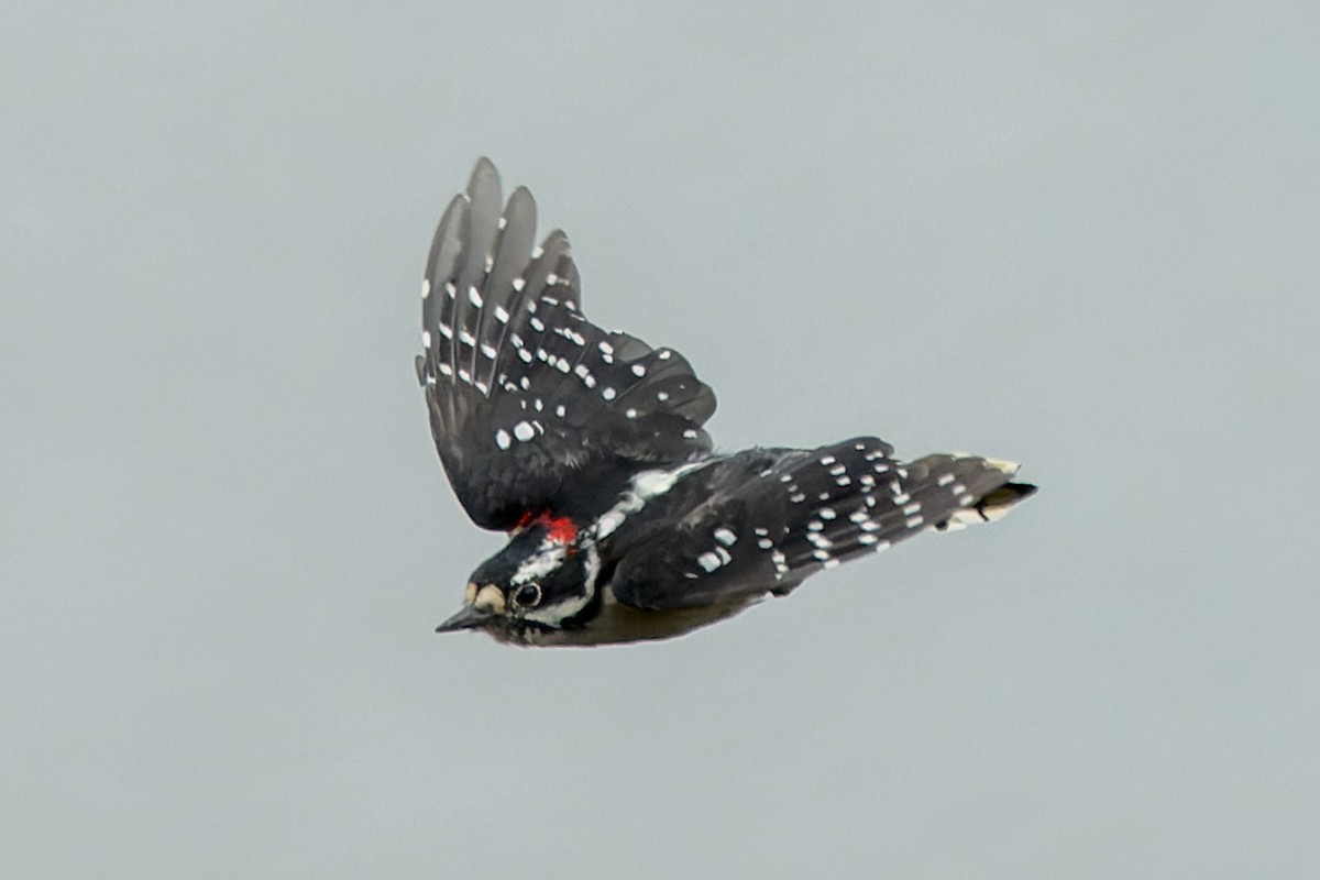 Yumuşak Tüylü Ağaçkakan - ML644574442