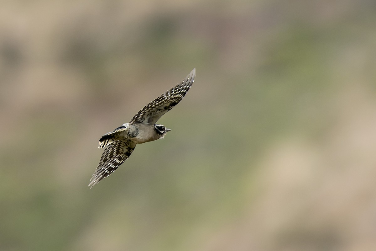 Yumuşak Tüylü Ağaçkakan - ML644574443