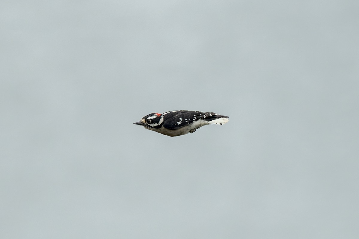 Yumuşak Tüylü Ağaçkakan - ML644574444