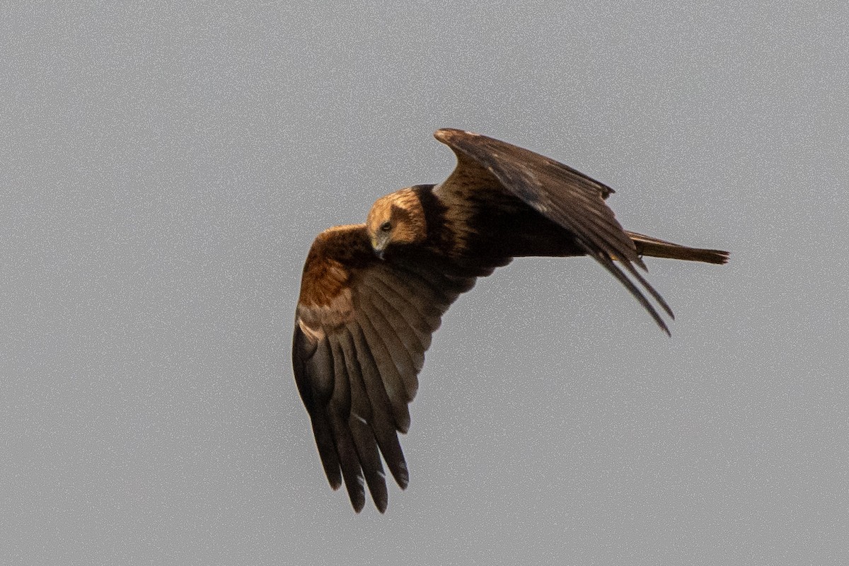 Busard des roseaux - ML644574445