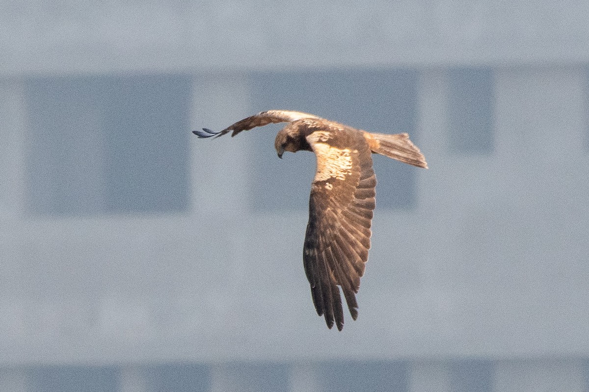 Busard des roseaux - ML644574446