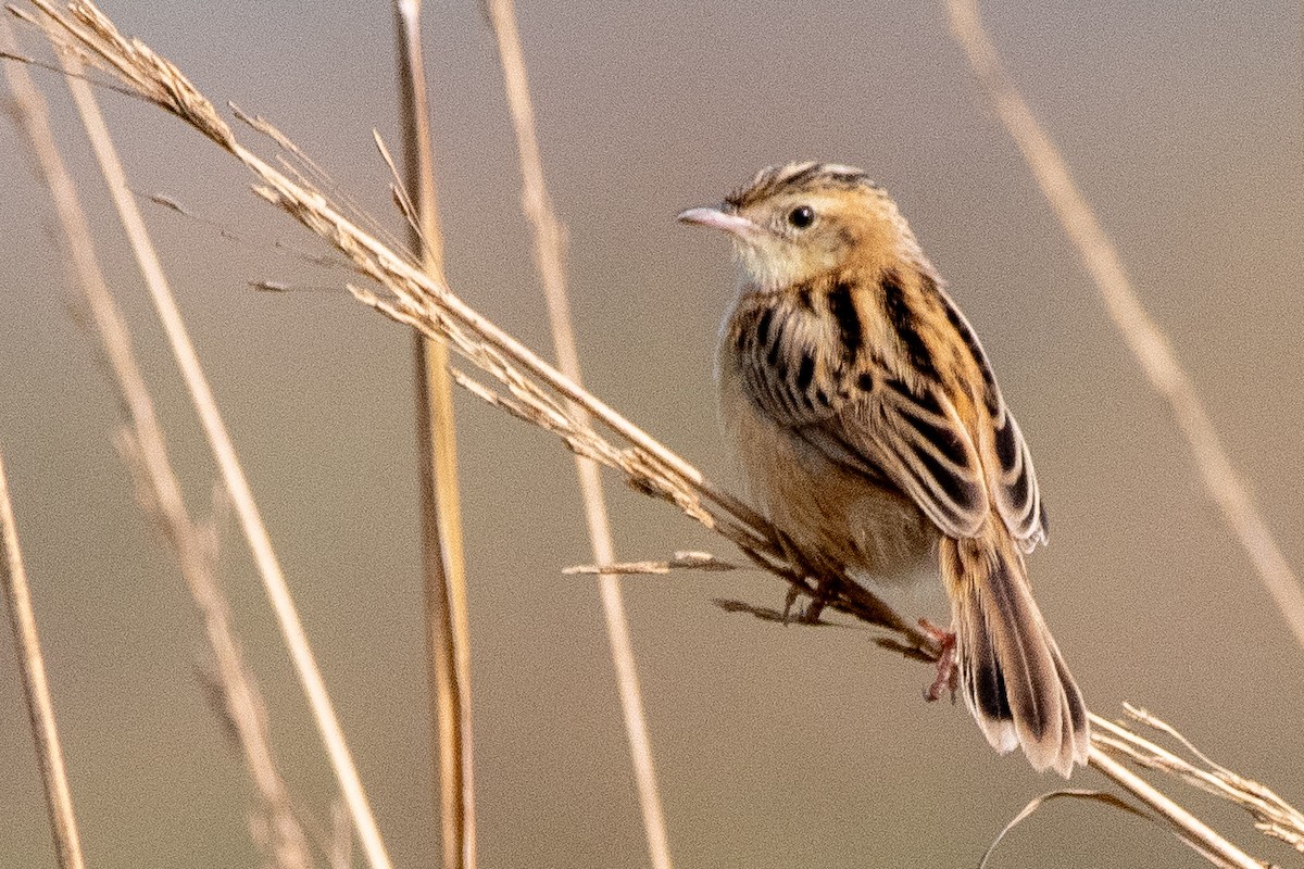 Zitting Cisticola - ML644574451