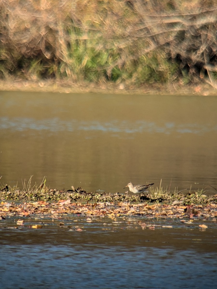 Pectoral Sandpiper - ML644574453