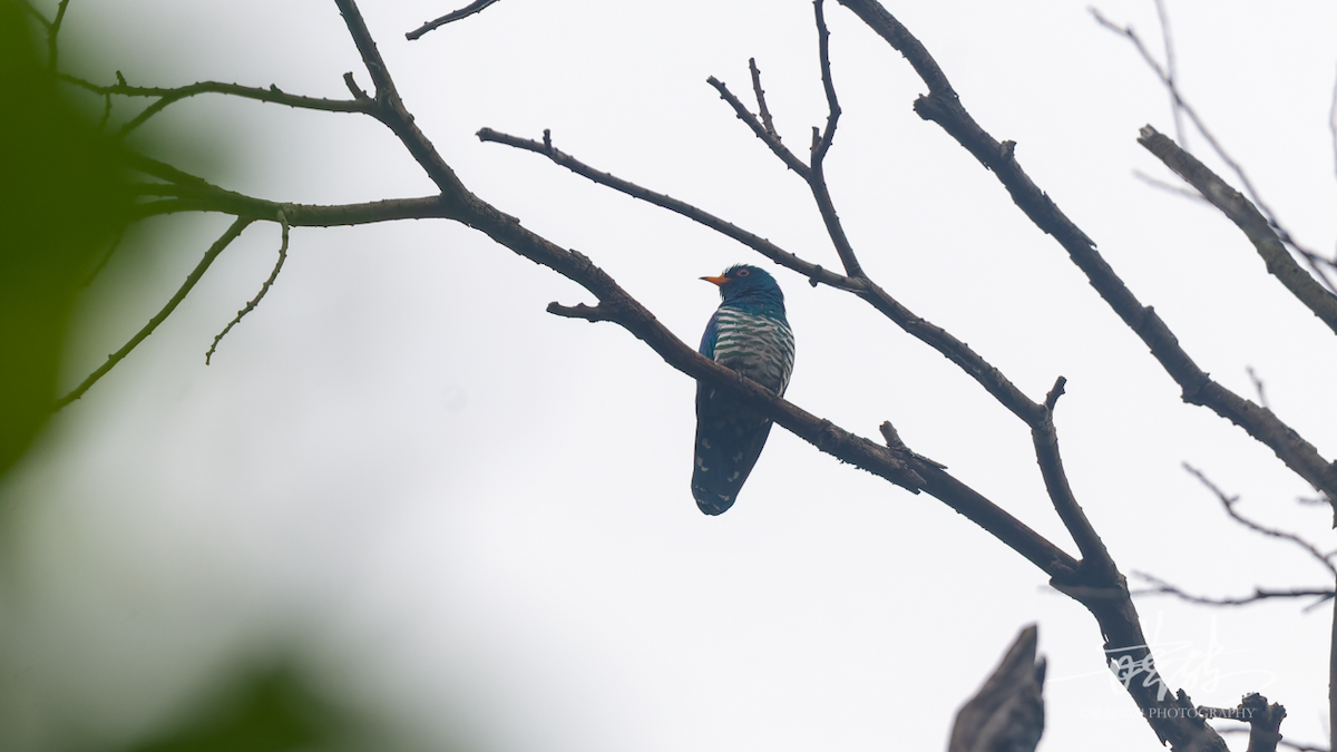 Дідрик смарагдовий - ML644574454