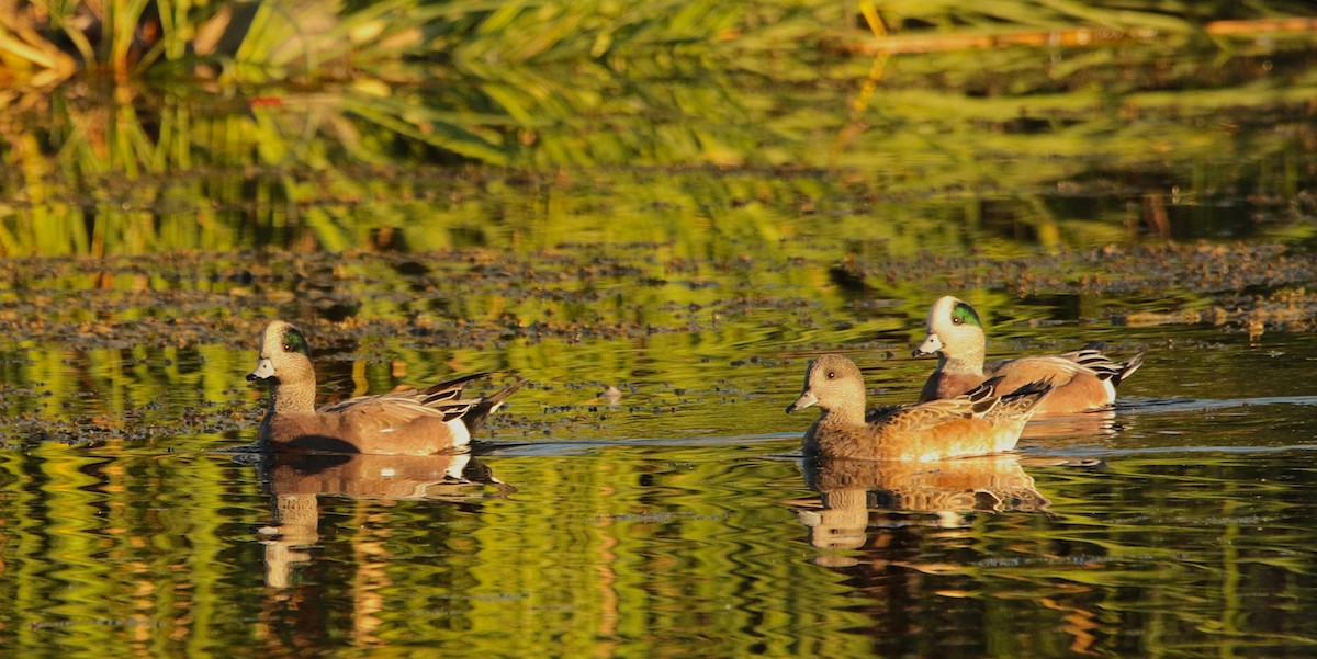 amerikablesand - ML644574460