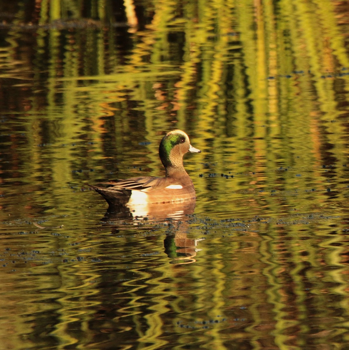 amerikablesand - ML644574461