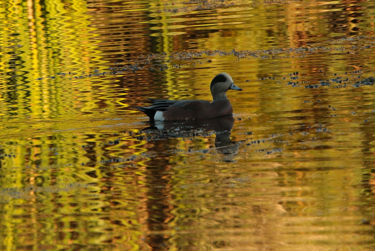 amerikablesand - ML644574462