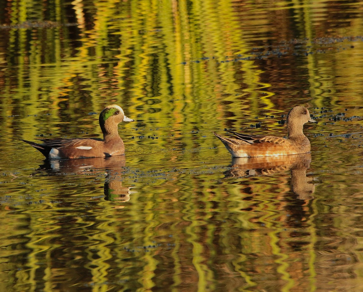 amerikablesand - ML644574463