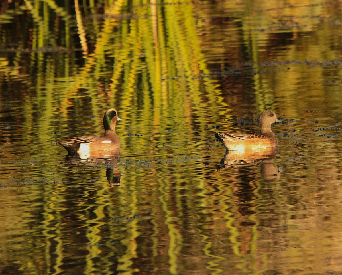 amerikablesand - ML644574465