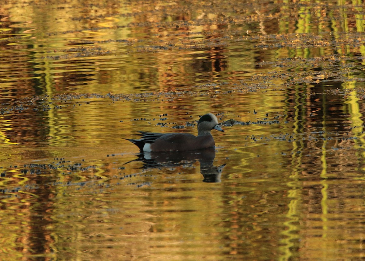 amerikablesand - ML644574466