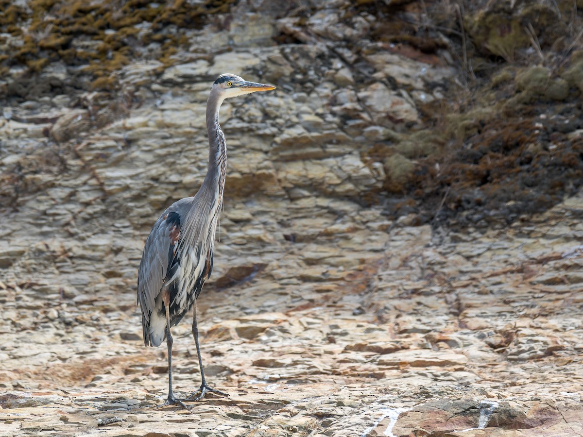 Great Blue Heron - ML644574476