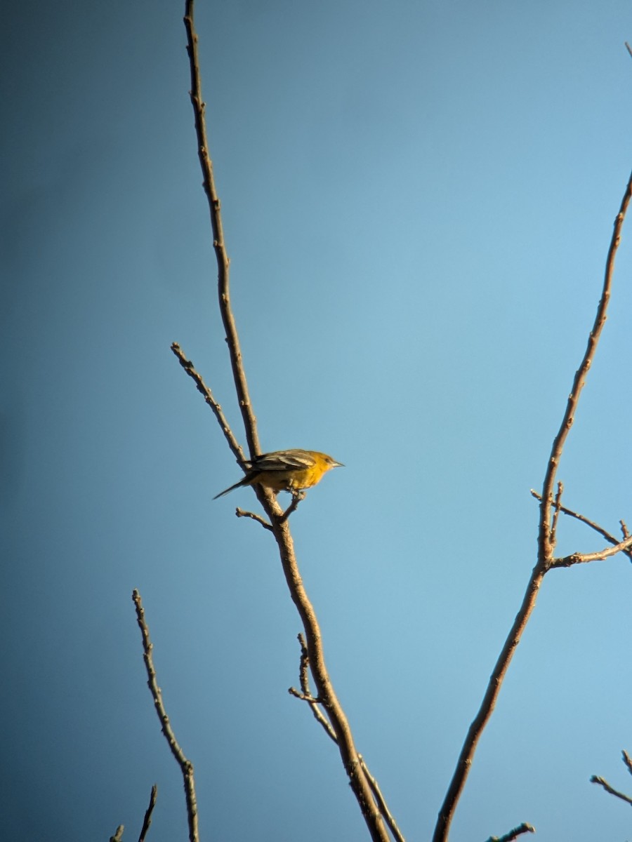 Baltimore Oriole - ML644574477