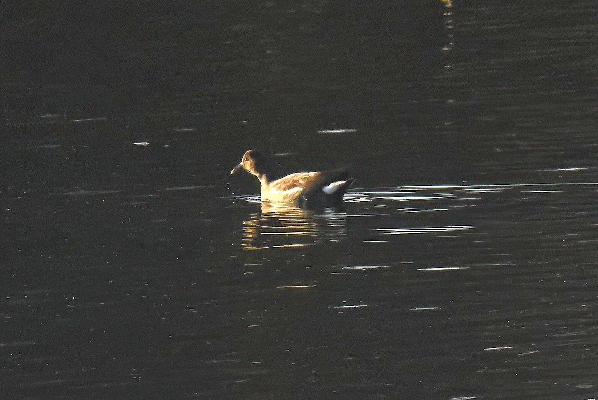 Common Gallinule - ML644574490