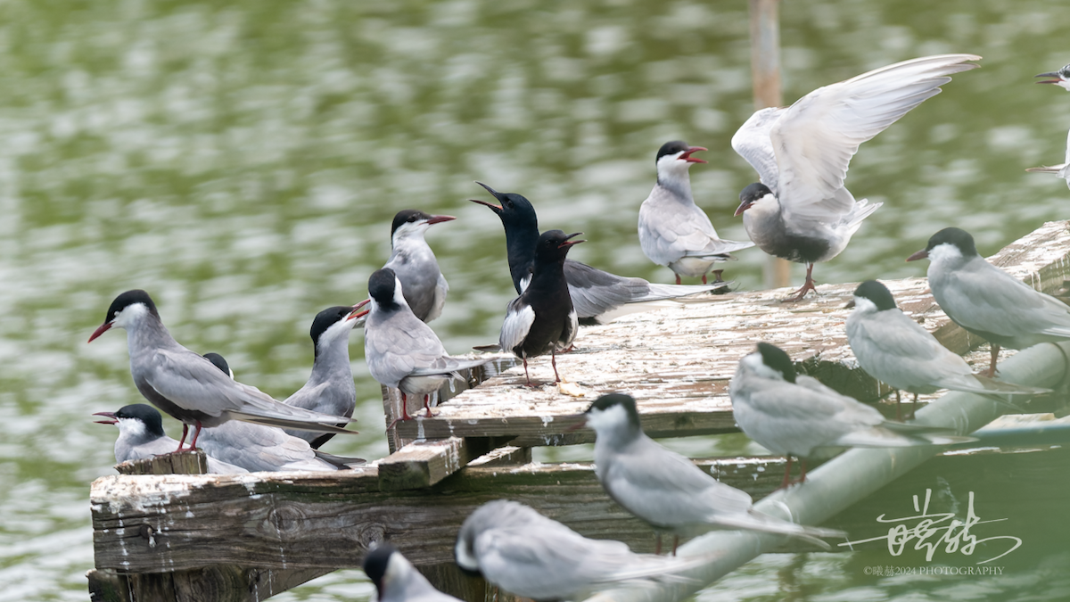White-winged Tern - ML644574492