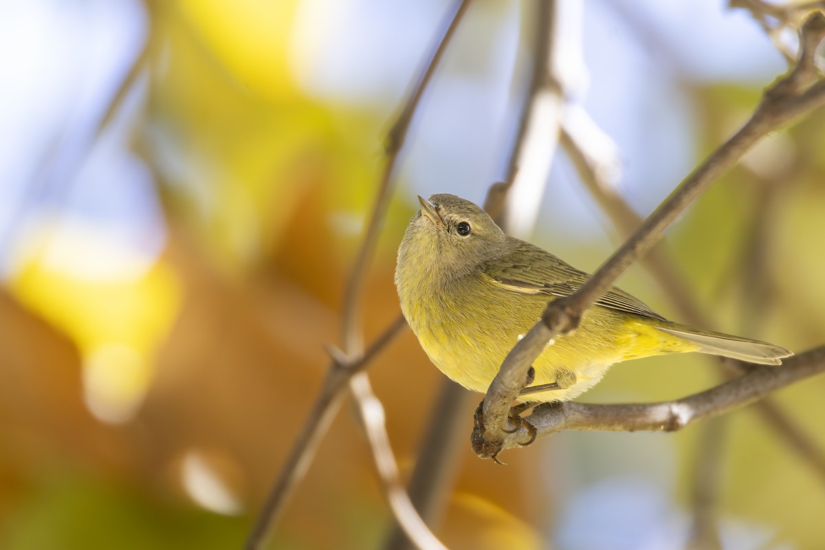 Orange-crowned Warbler (Gray-headed) - ML644574494