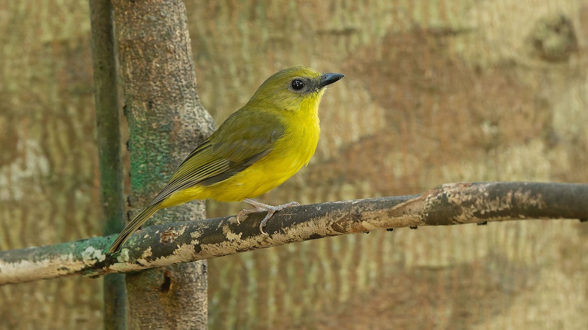 Bornean Whistler - ML644574495