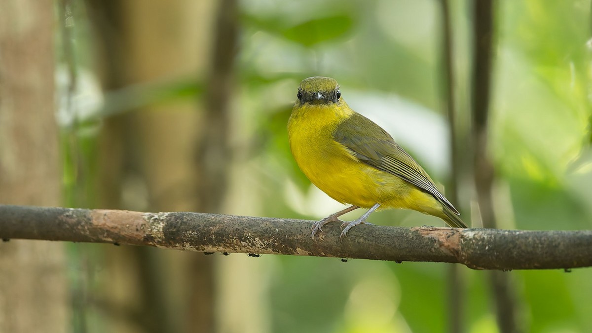 Bornean Whistler - ML644574496