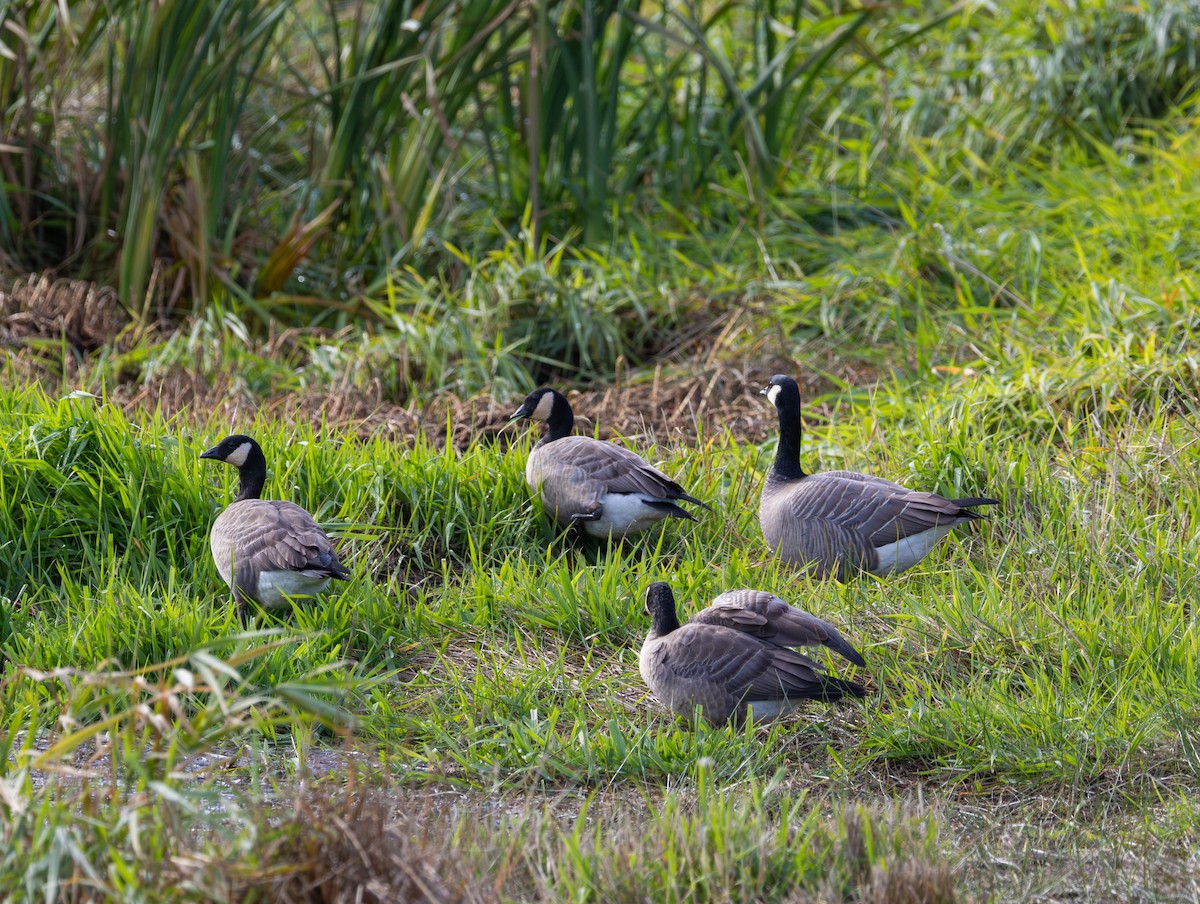 Kanadagans - ML644574497