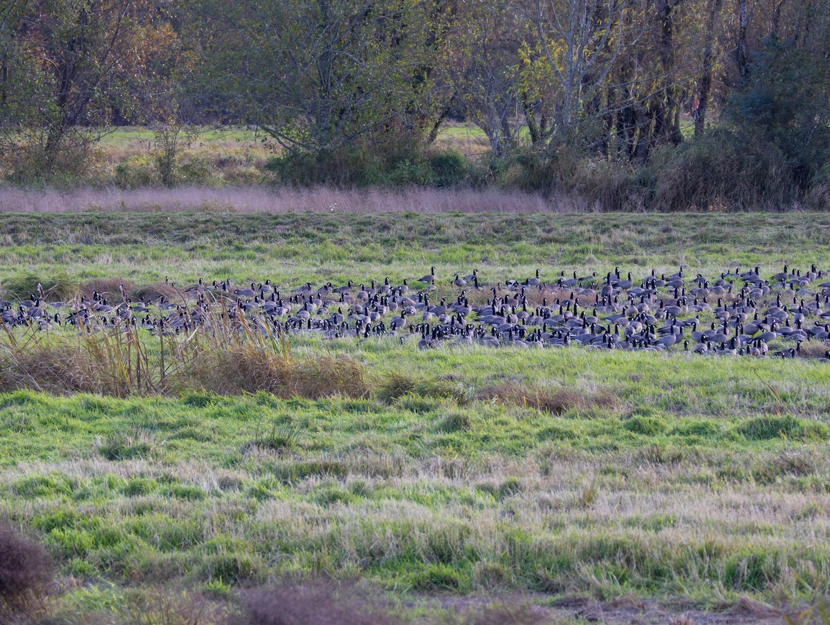 Kanadagans - ML644574498