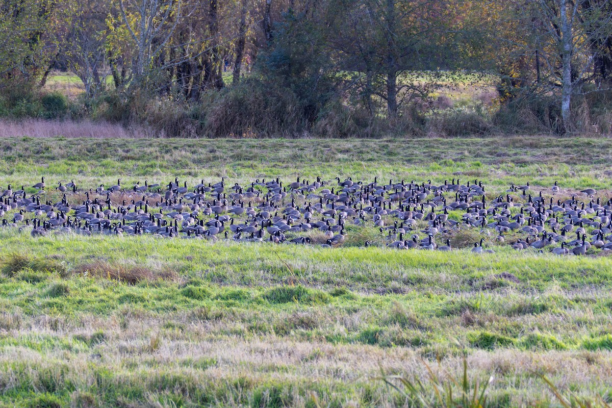 Kanadagans - ML644574499