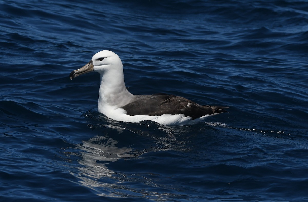Black-browed Albatross (Black-browed) - ML644574500