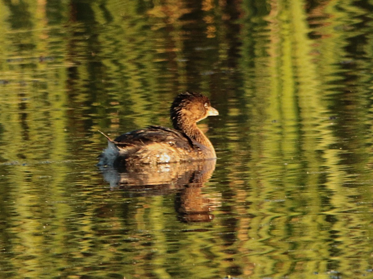 Pied-billed Grebe - ML644574513