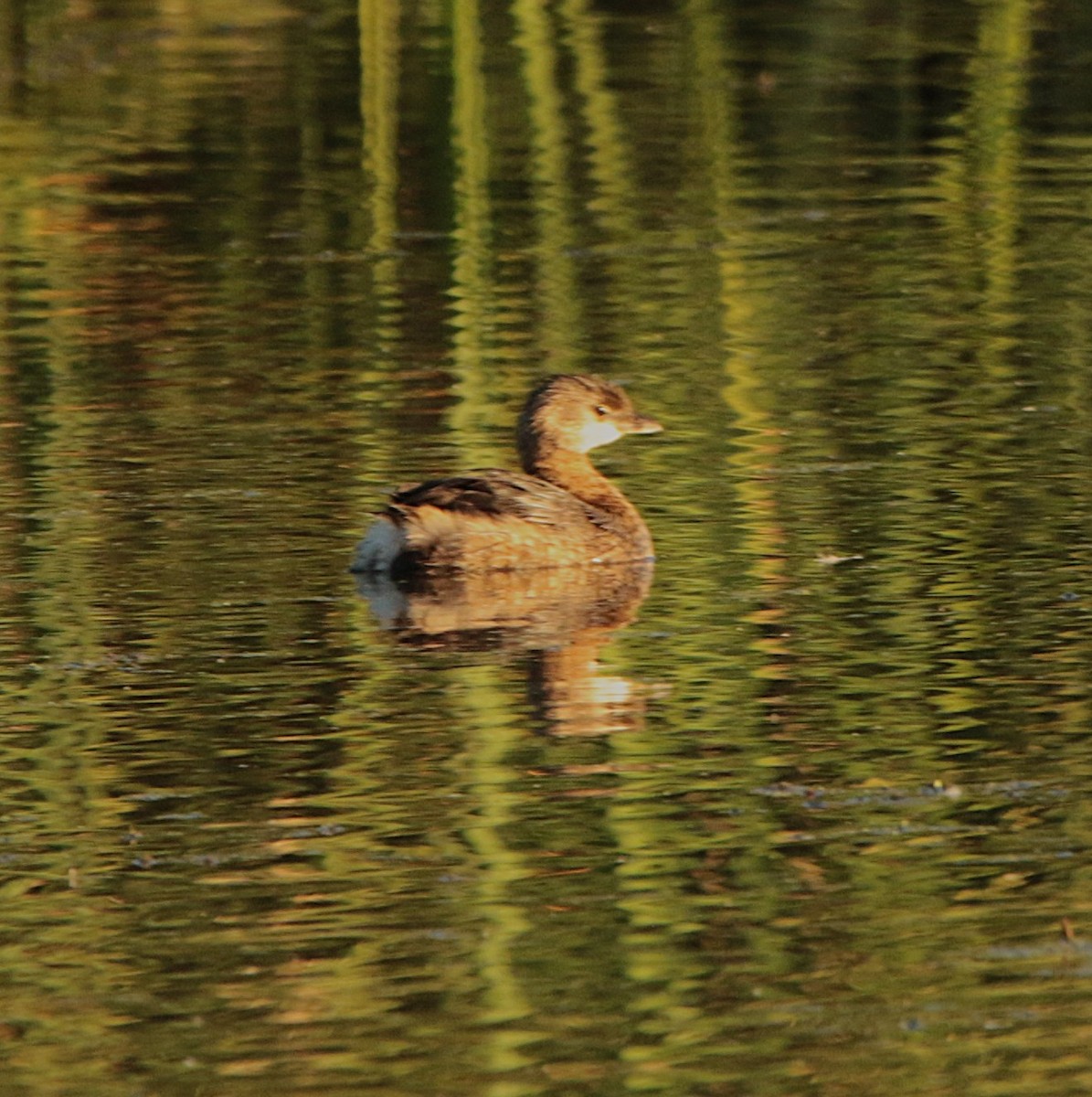 Pied-billed Grebe - ML644574514
