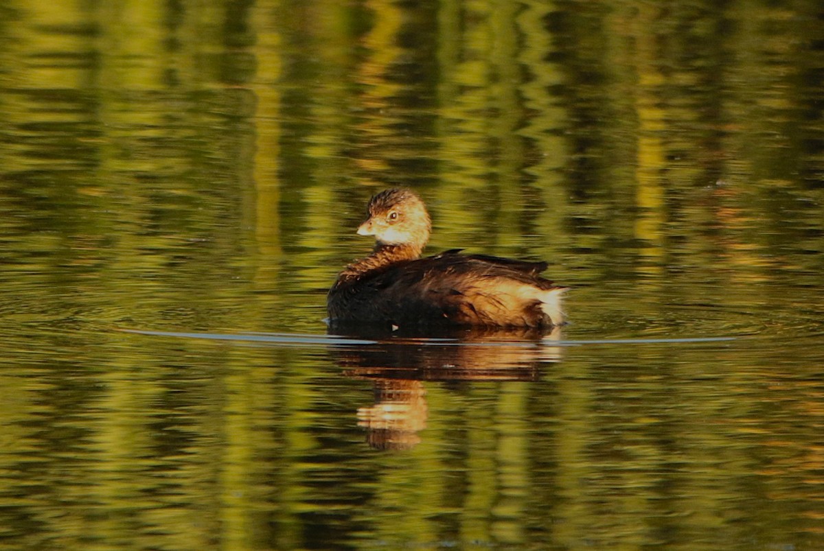 Pied-billed Grebe - ML644574515