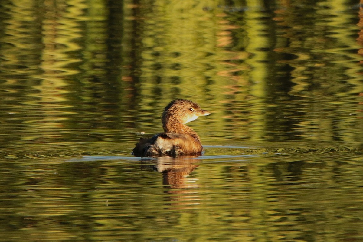 Pied-billed Grebe - ML644574516