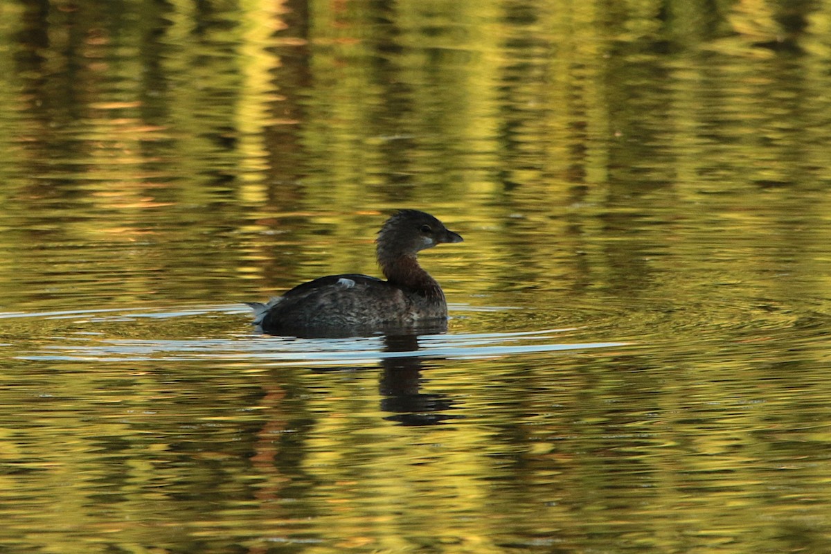 Pied-billed Grebe - ML644574517