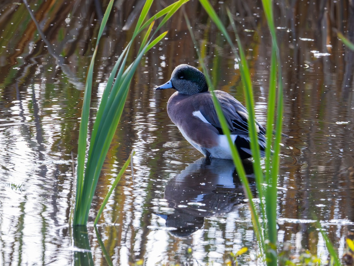 Kanadapfeifente - ML644574518