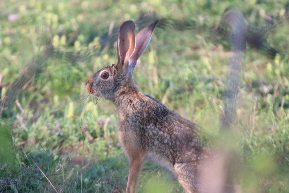 Ethiopian Hare - ML644574519