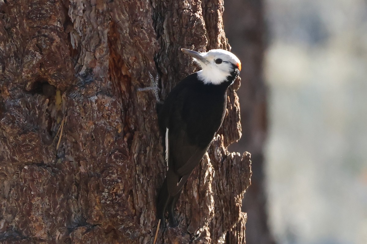 White-headed Woodpecker - ML644574523