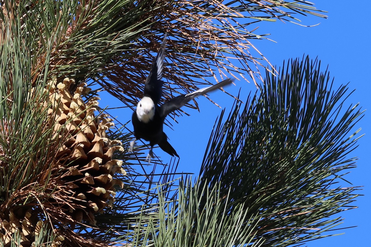 White-headed Woodpecker - ML644574524