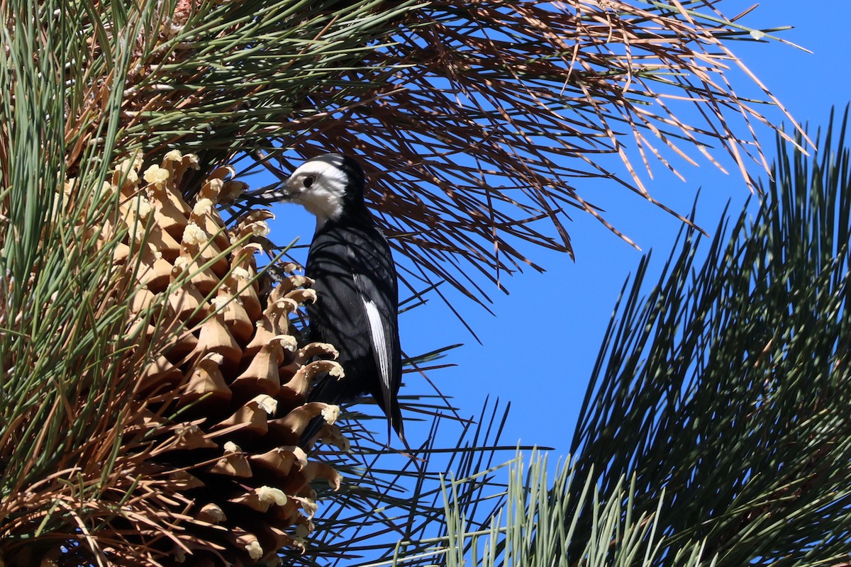White-headed Woodpecker - ML644574525