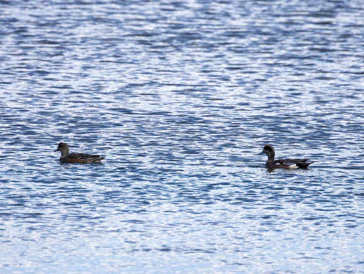 Kanadapfeifente - ML644574526