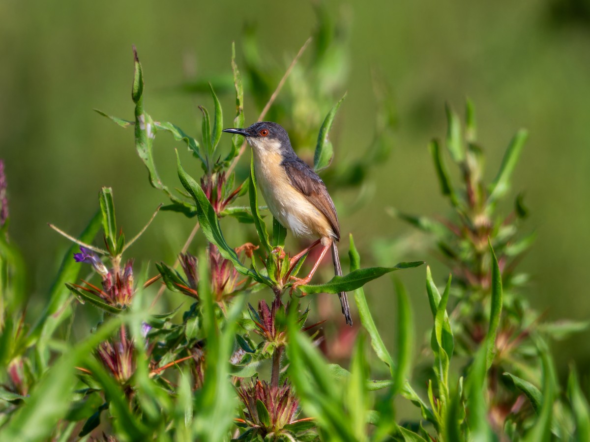 Ashy Prinia - ML644574527