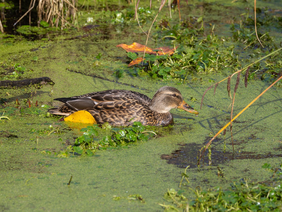 Stockente - ML644574528