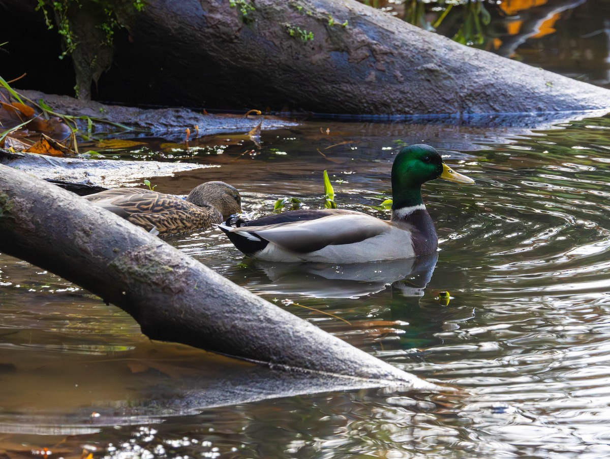 Stockente - ML644574529