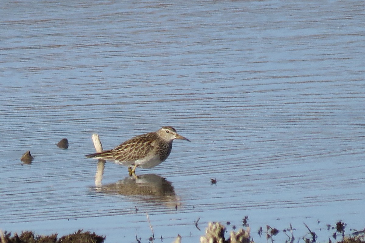 Txirri pektorala - ML644574532