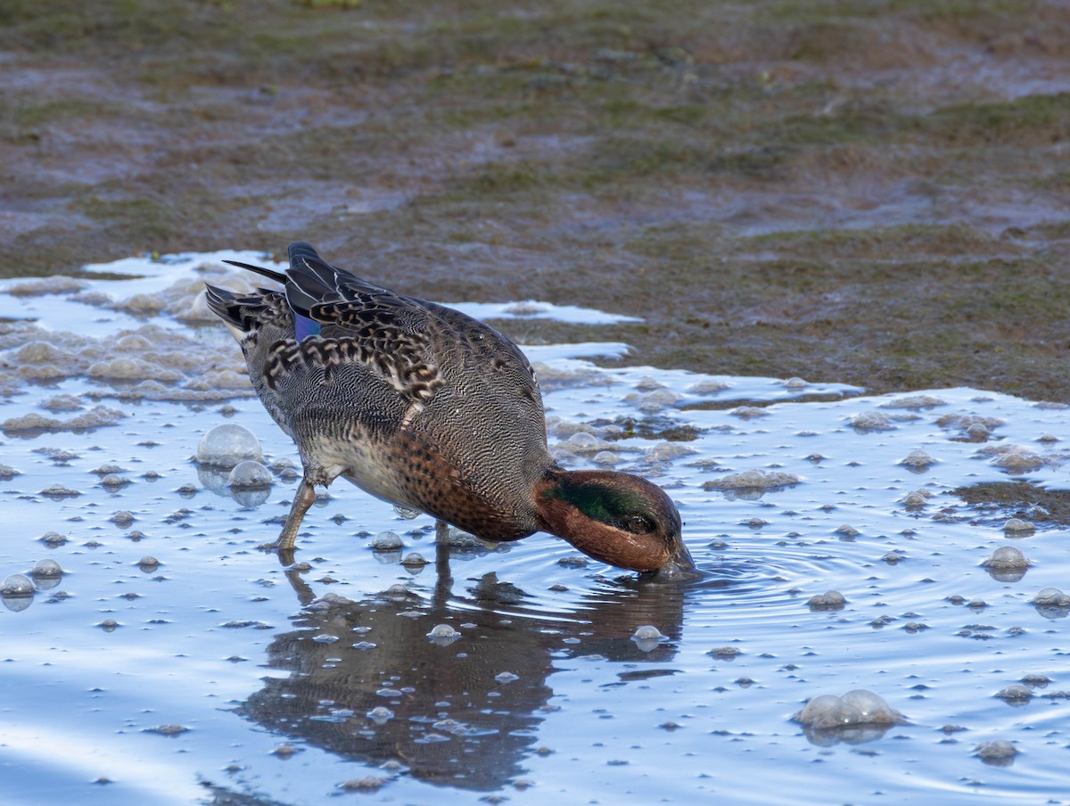 Krickente - ML644574533