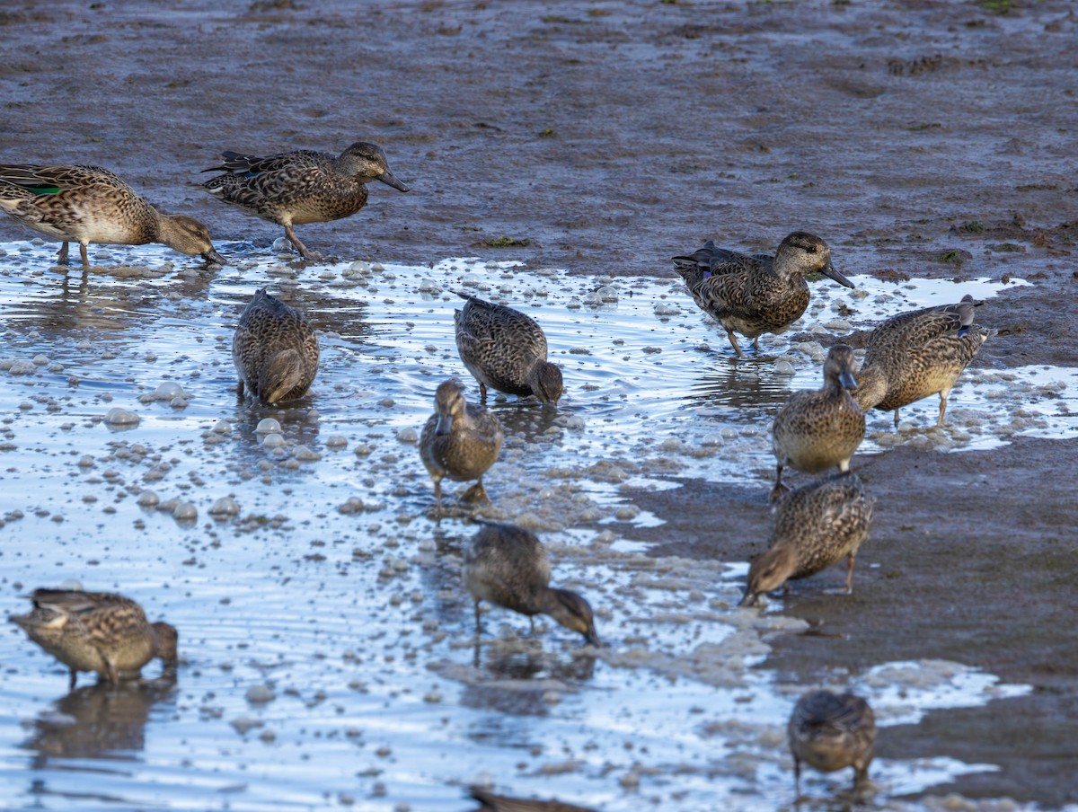 Krickente - ML644574534