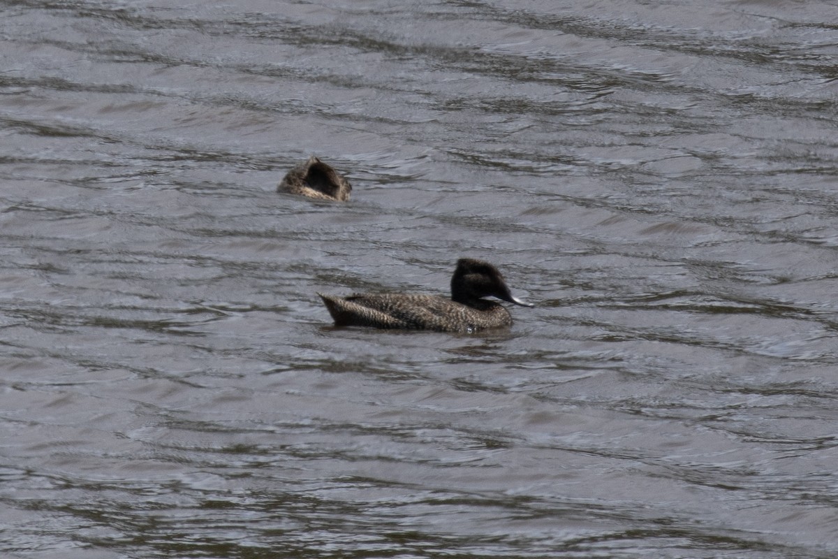 Freckled Duck - ML644574536