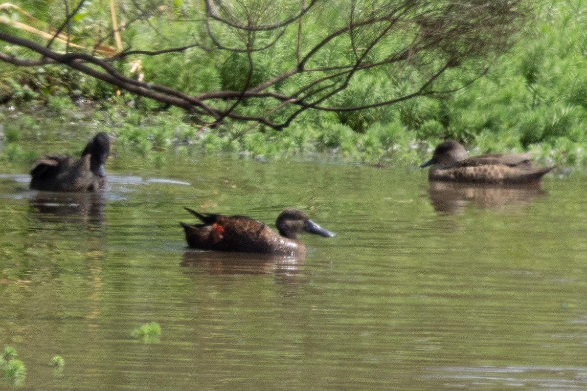 Canard bridé - ML644574537