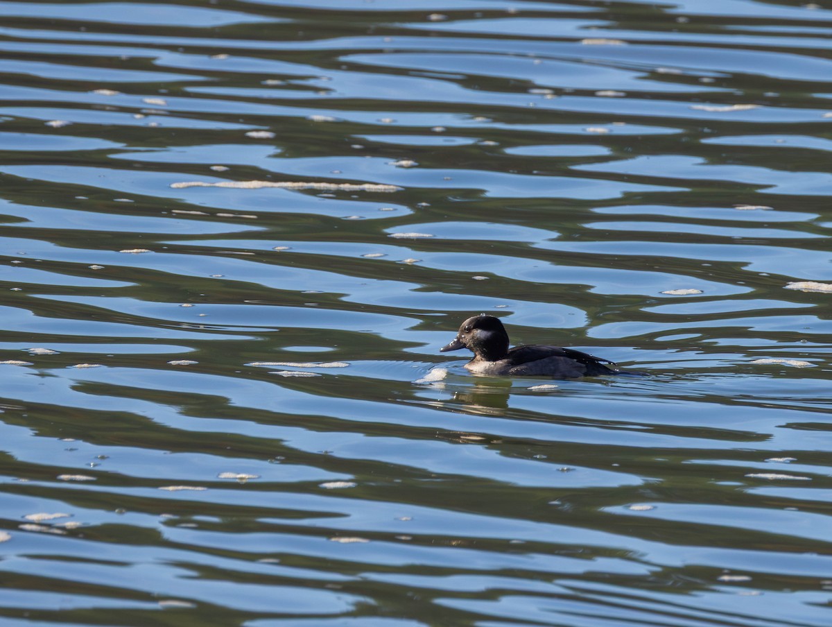 Büffelkopfente - ML644574538