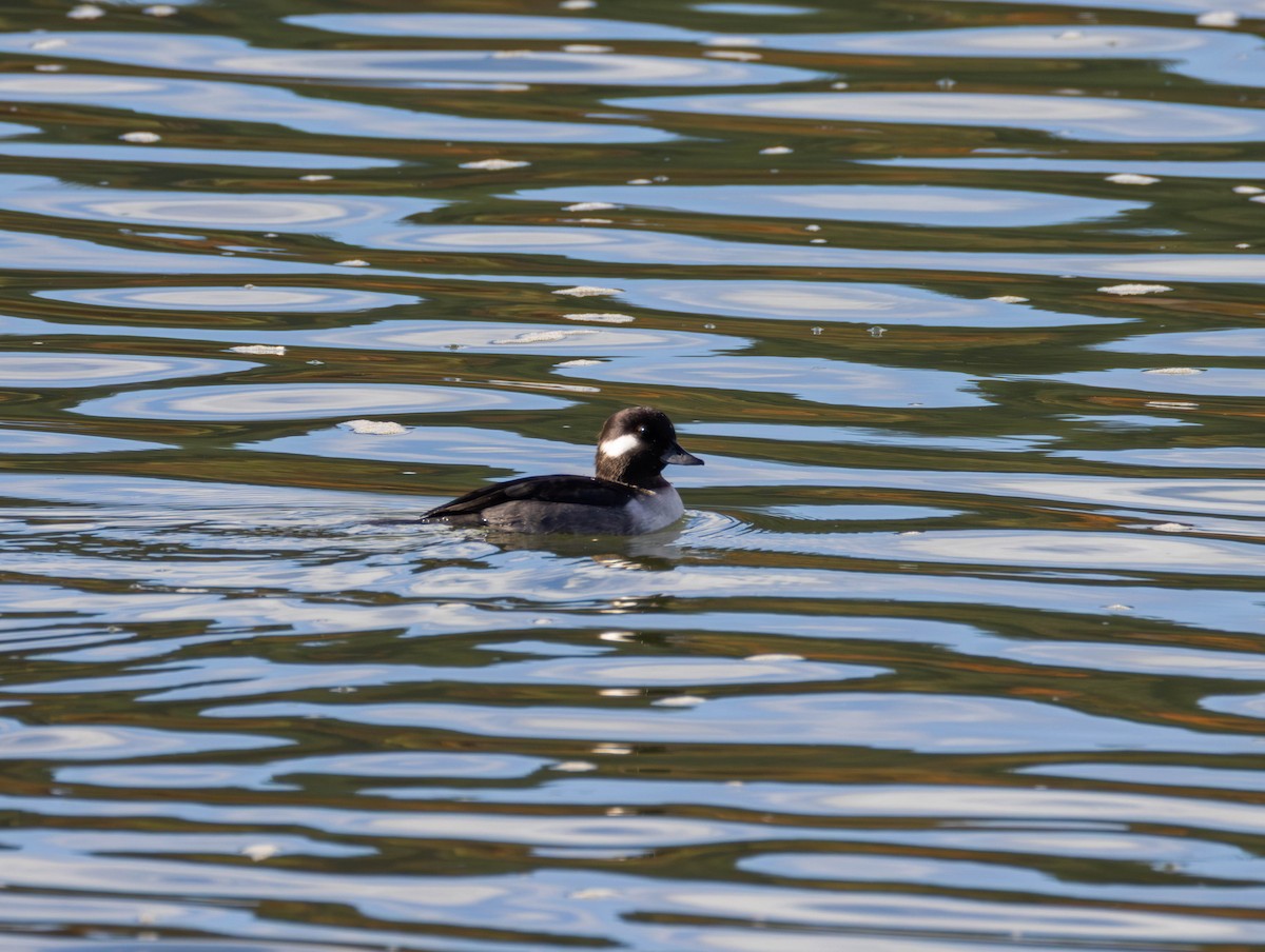 Büffelkopfente - ML644574539