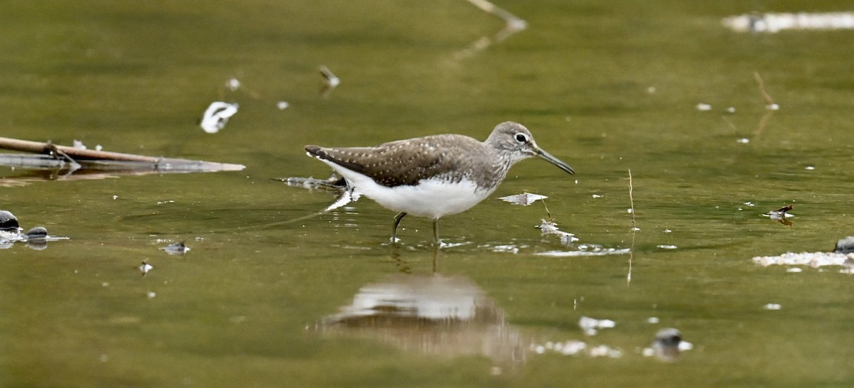 Green Sandpiper - ML644574540